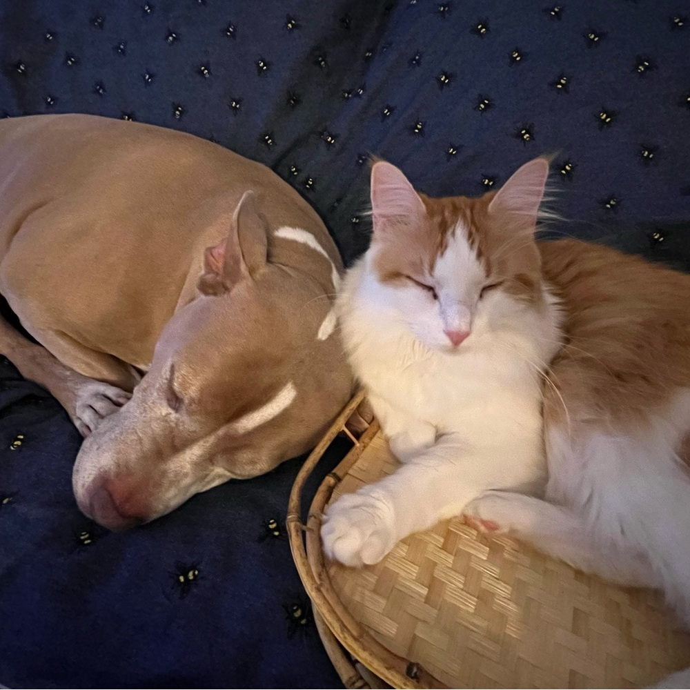 Meet your Posher, Preston